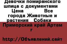 Девочки помиранского шпица с документами › Цена ­ 23 000 - Все города Животные и растения » Собаки   . Приморский край,Артем г.